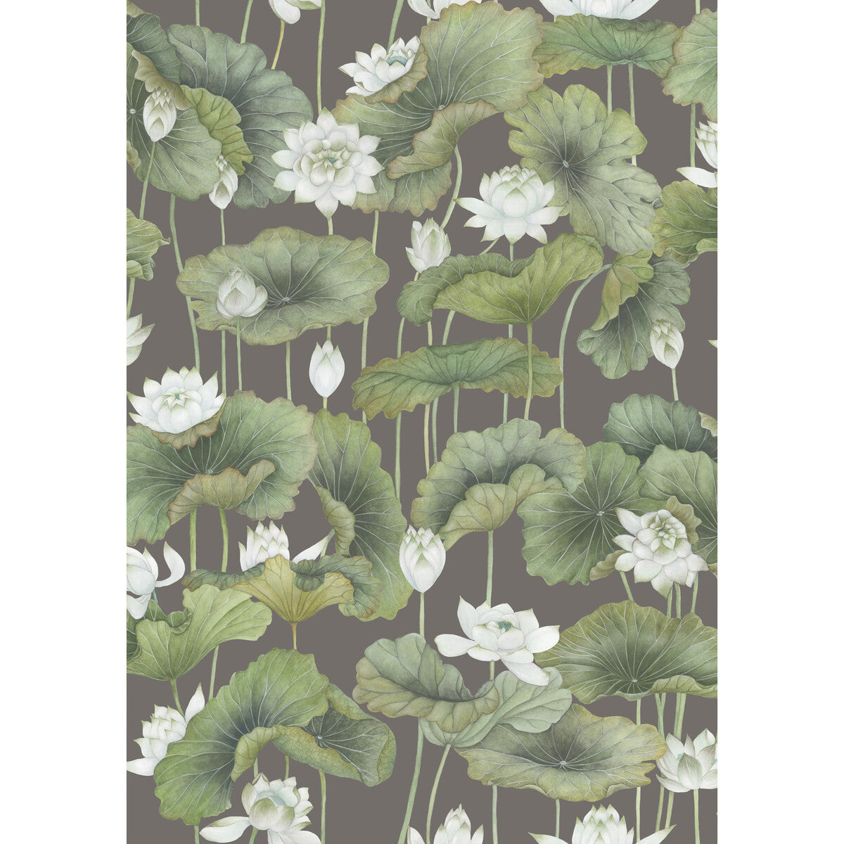 COLE & SON LILY LOTUS 126/9033.CS.0 in WHITE/CHARCOAL Wallp