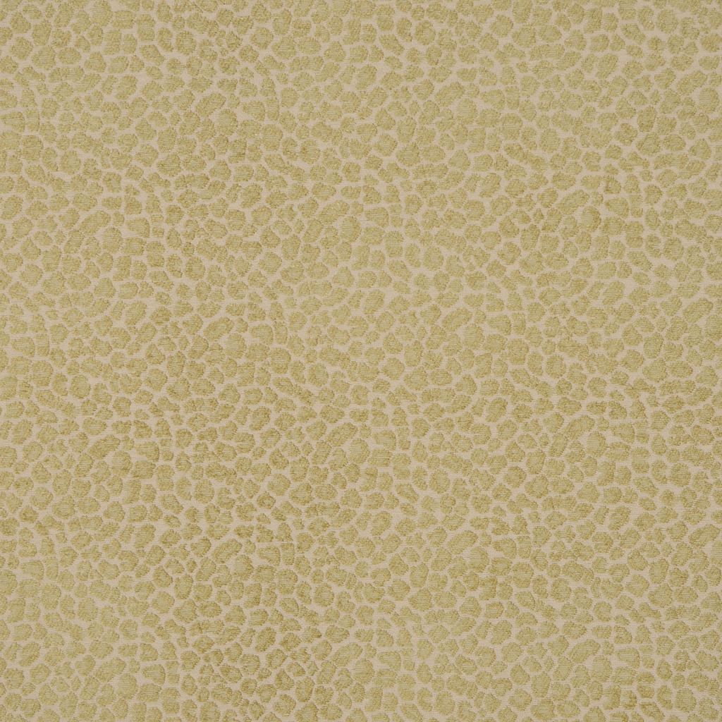 Eade's RMCoco-83638455-sample Parrot