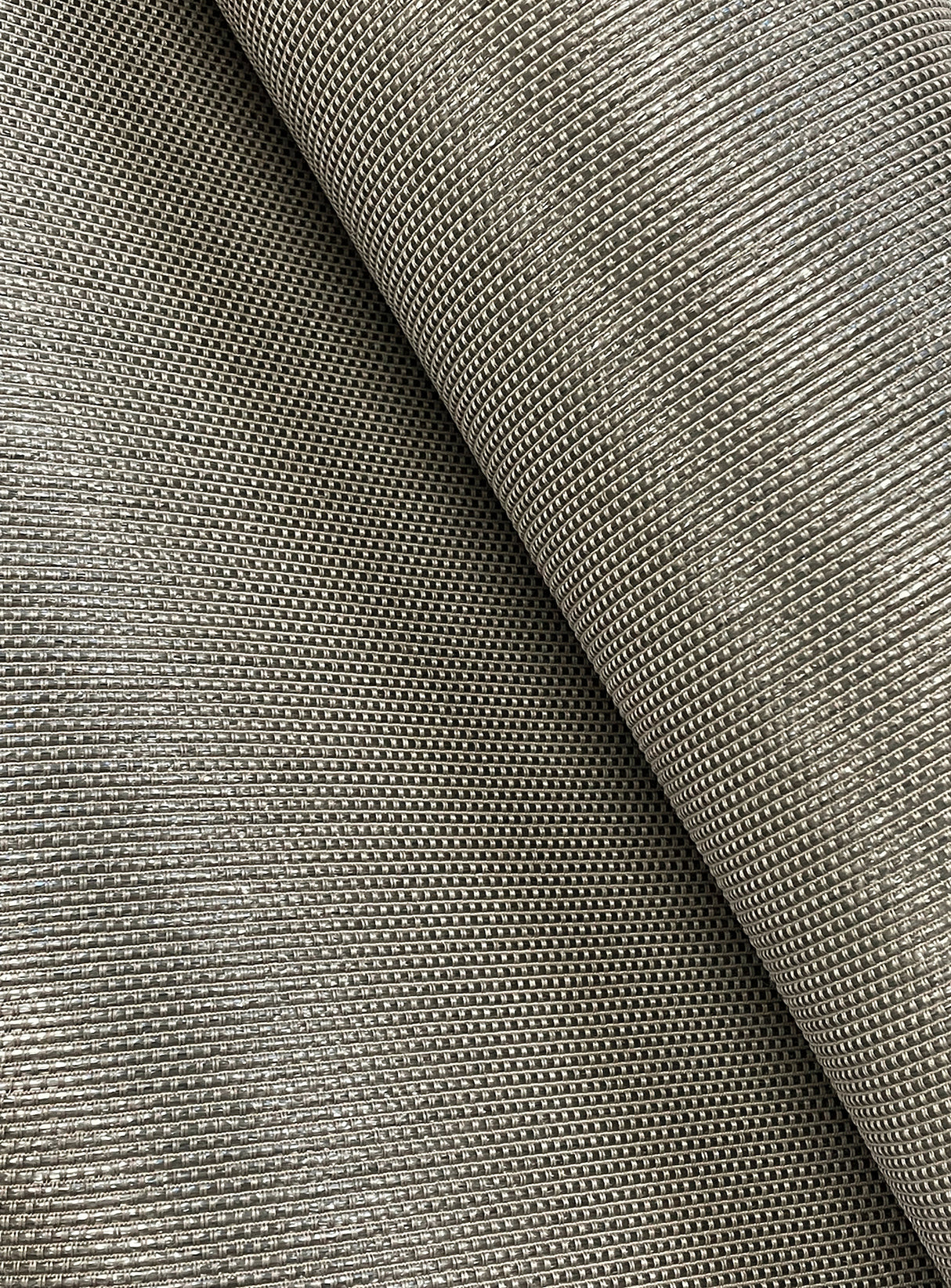 Eade’s Argent Pigeon