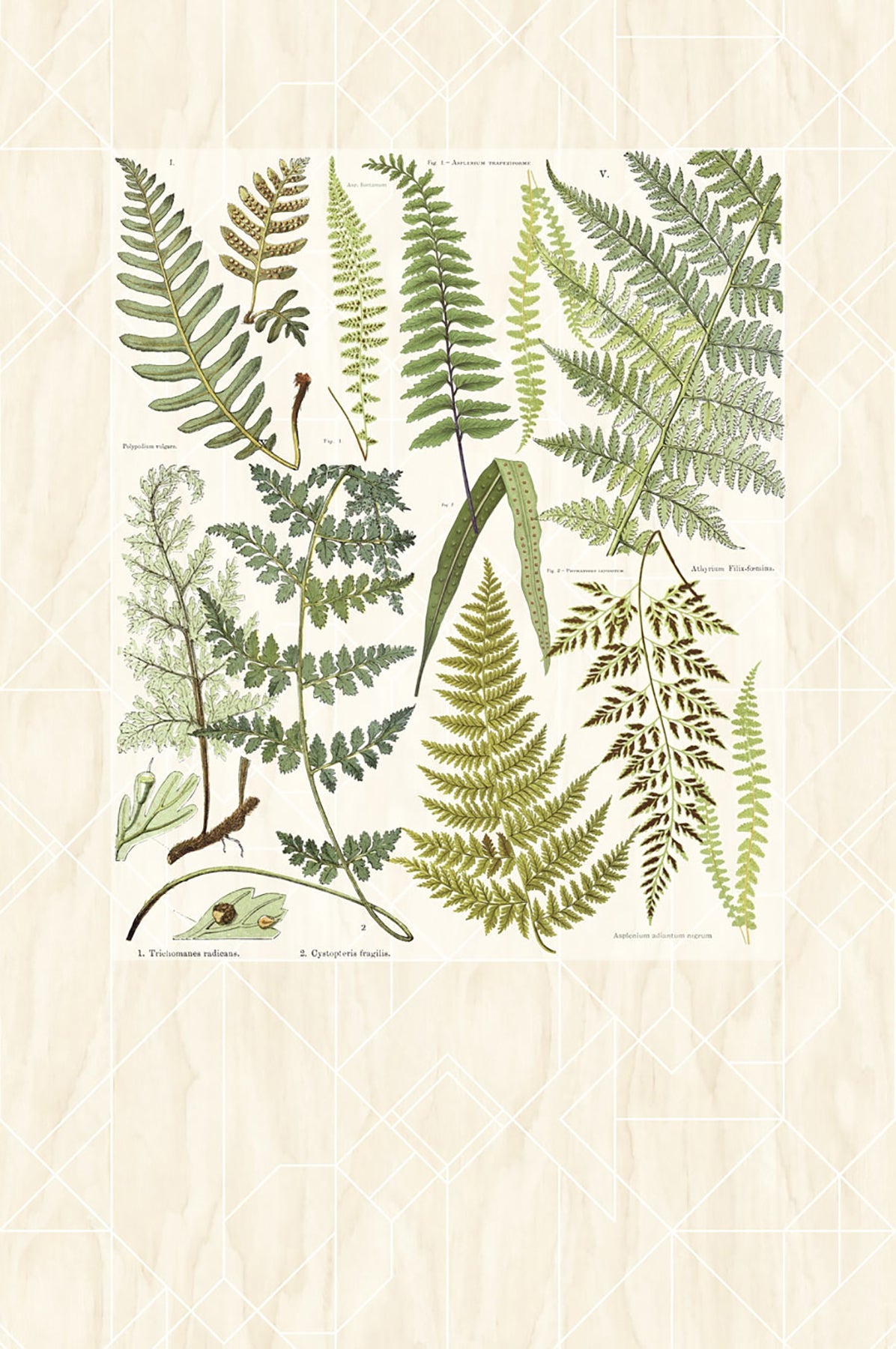 Eijffinger 366102 Athyrium Wall Mural