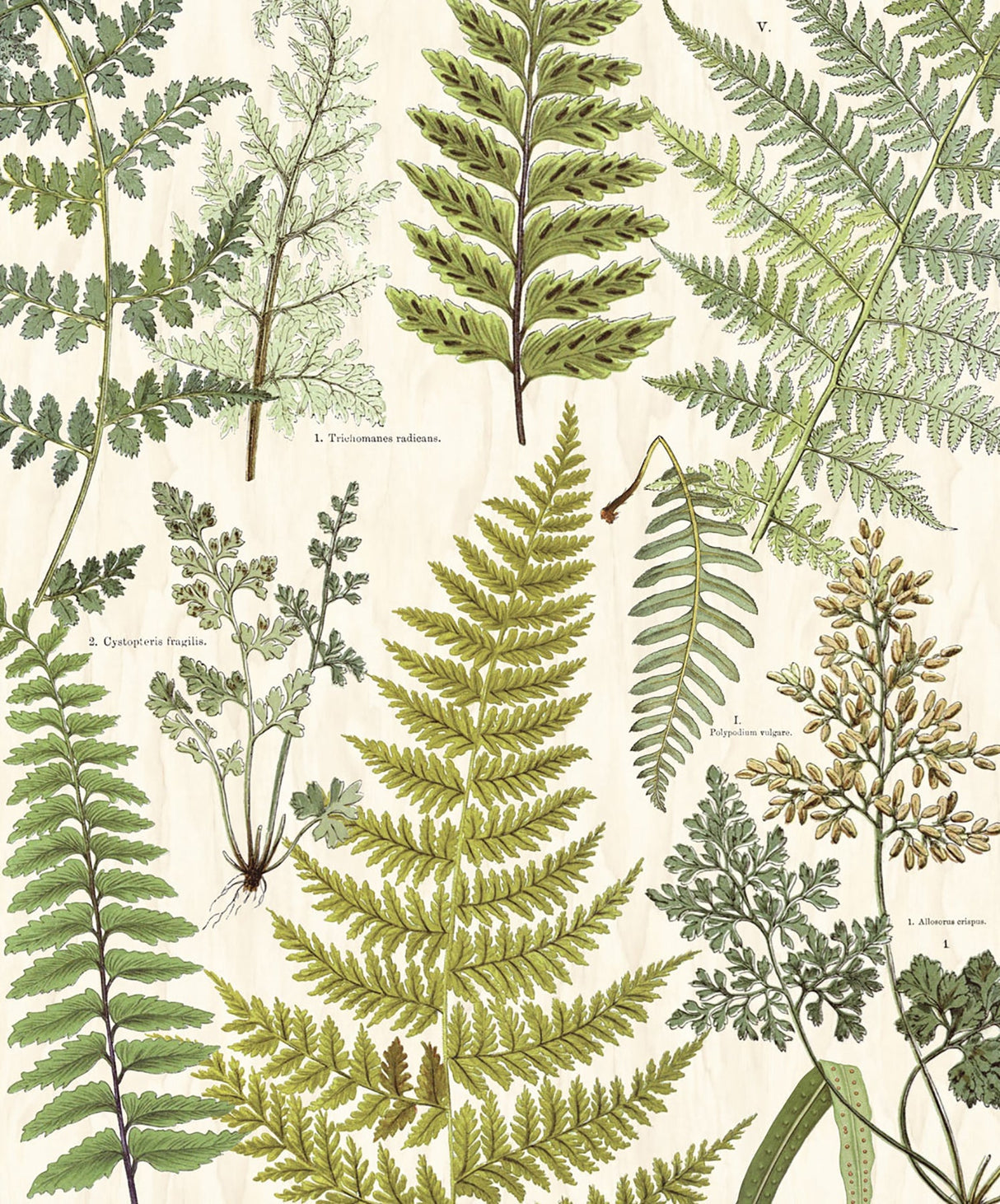Eijffinger 366104 Herbarium Green Wall Mural
