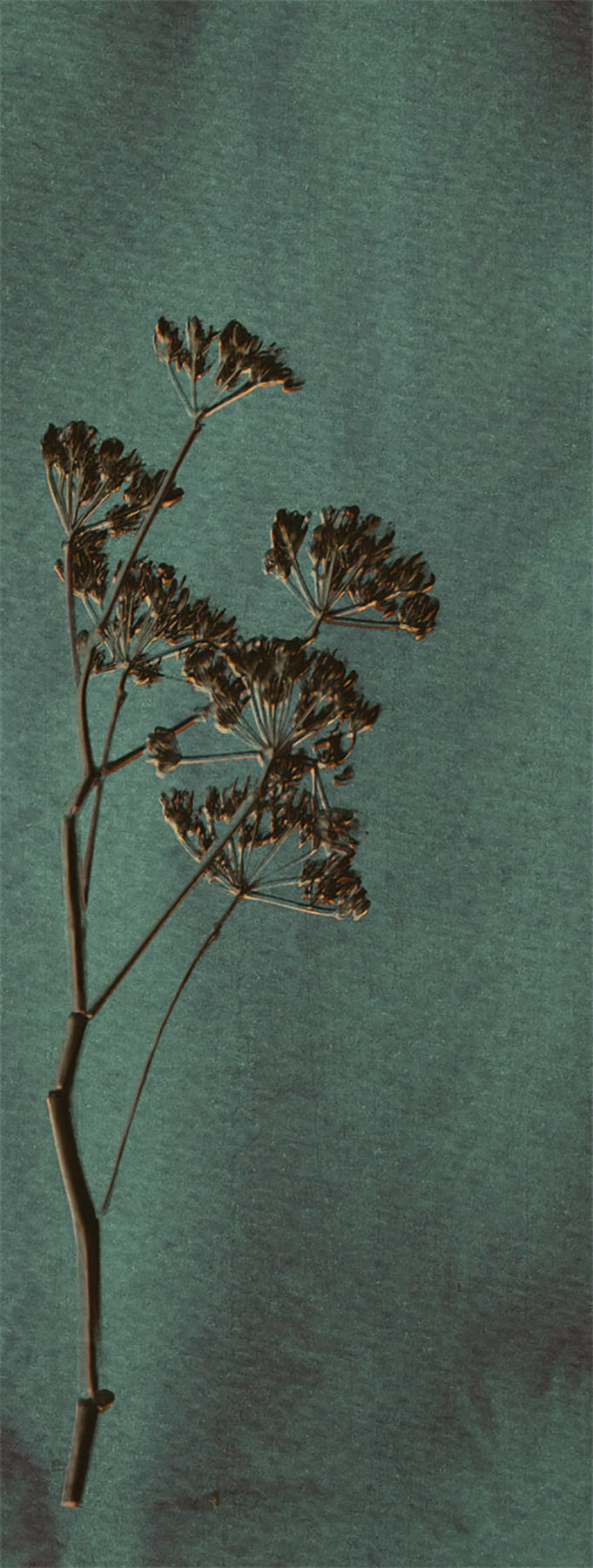 Eijffinger 379104 Heracleum Green Wall Mural