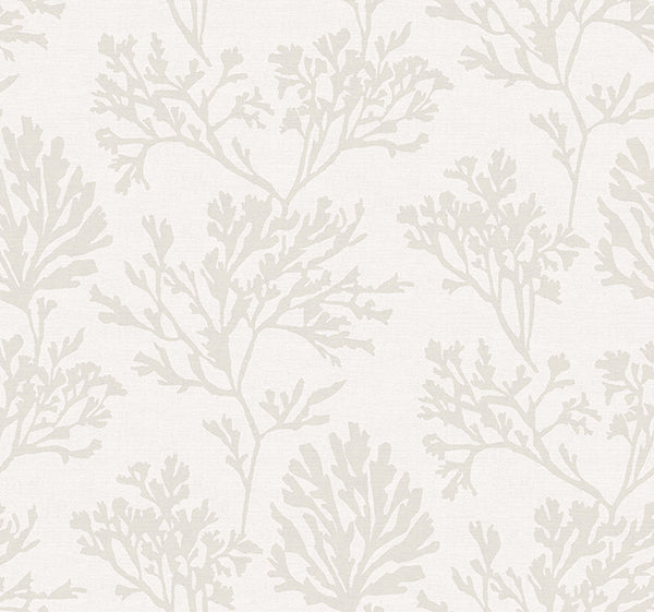 Eade’s Tortuga Dove