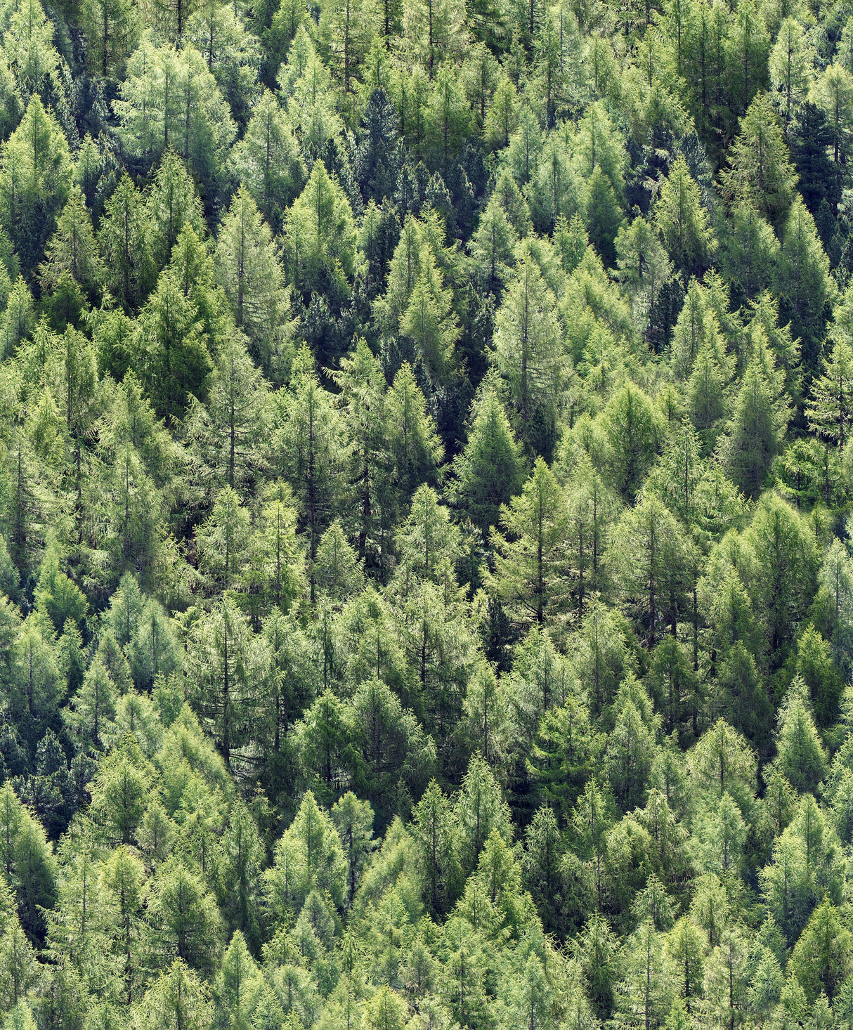 Galerie 45730 Green Floral - Eade's Wallpaper