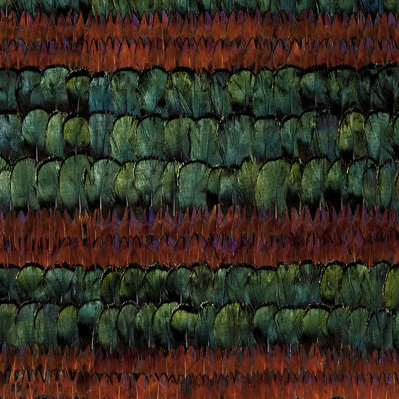 Eade’s PEACOCK & PHEASANT