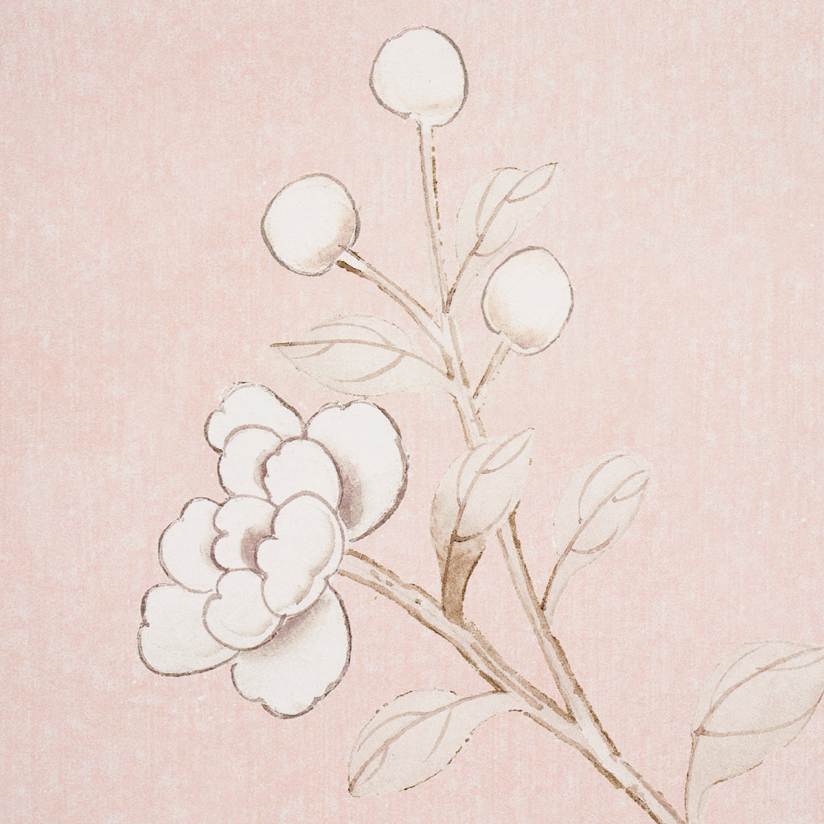 Eade’s BLUSH CONCH