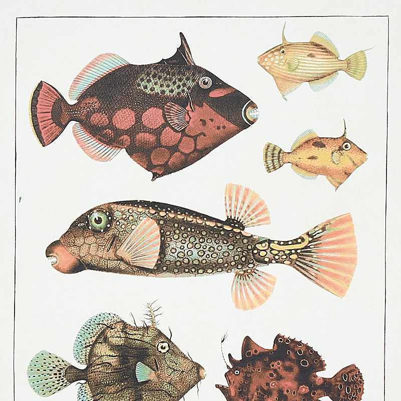 Eade’s DOCUMENT MULTI