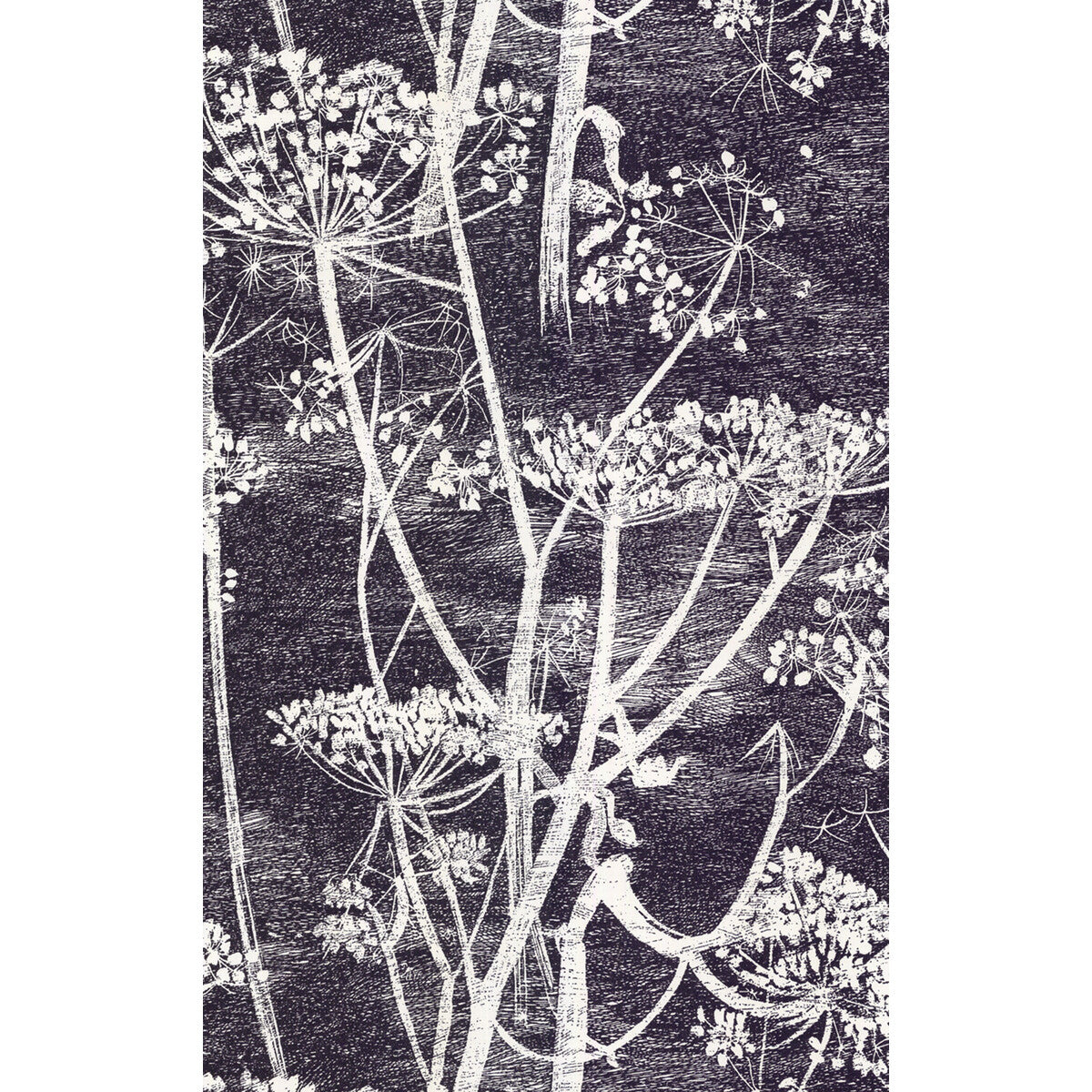COLE & SON 66/7046.CS.0 COW PARSLEY WHITE/BLK Wallpaper - Eade's Wallpaper