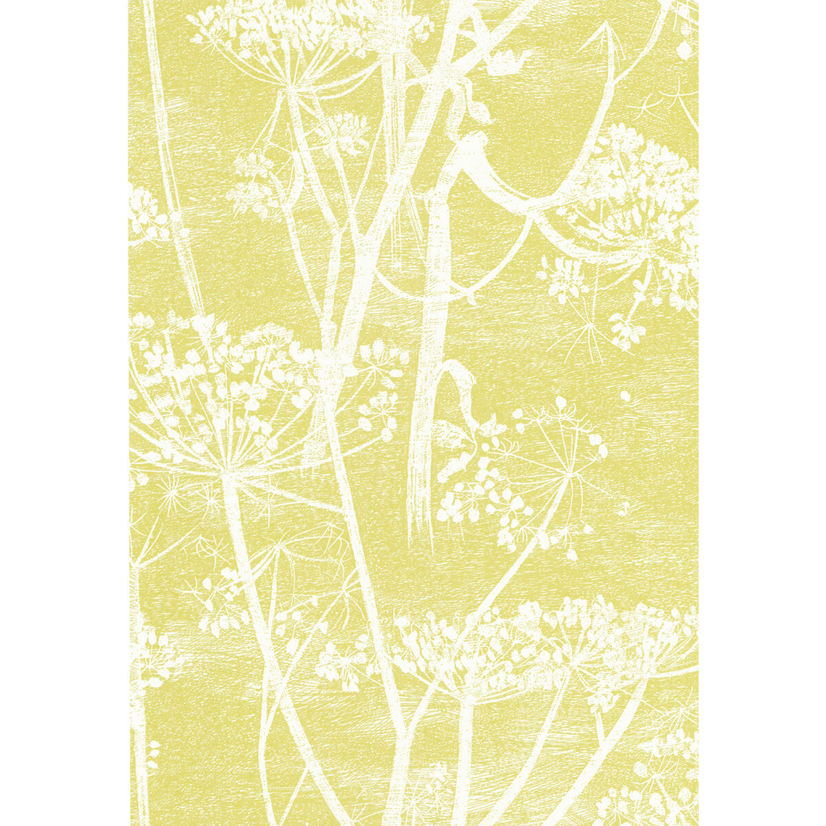 COLE & SON 66/7051.CS.0 COW PARSLEY WHITE/Y Wallpaper - Eade's Wallpaper