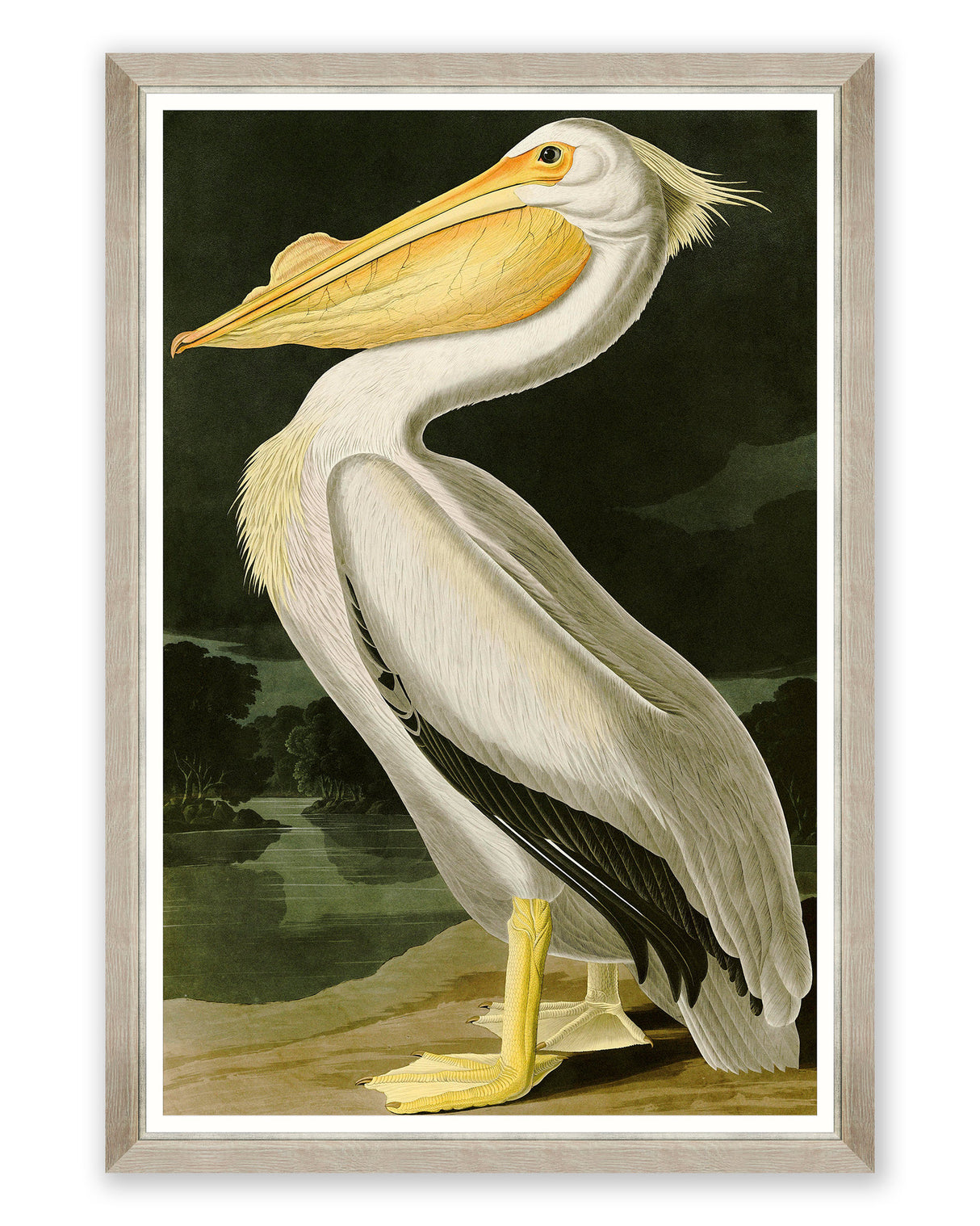 MindtheGap AMERICAN WHITE PELICAN by AUDUBON - Wallpaper Collection 2024