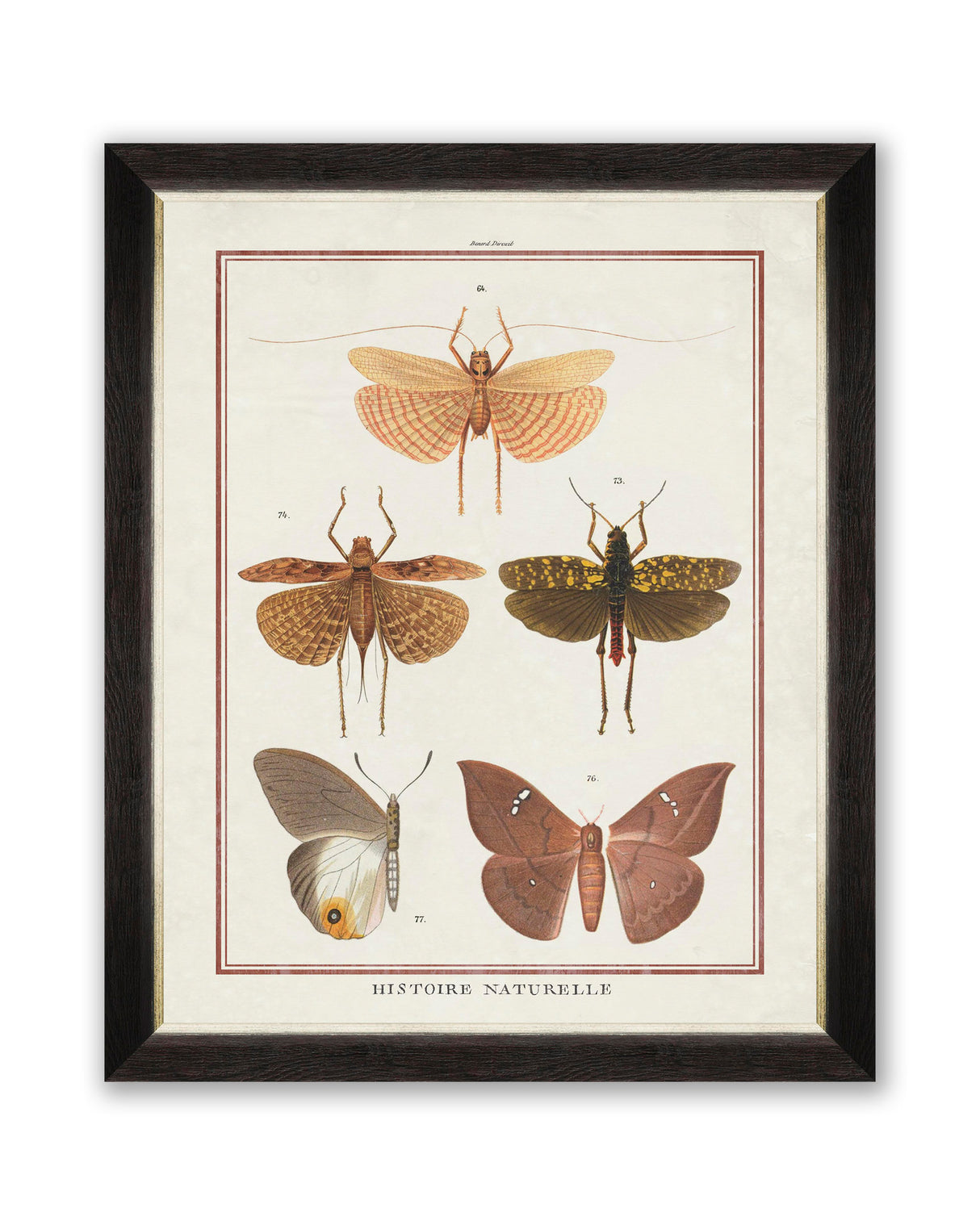 MindtheGap BIODIVERSITY PLATE III - Wallpaper Collection 2024