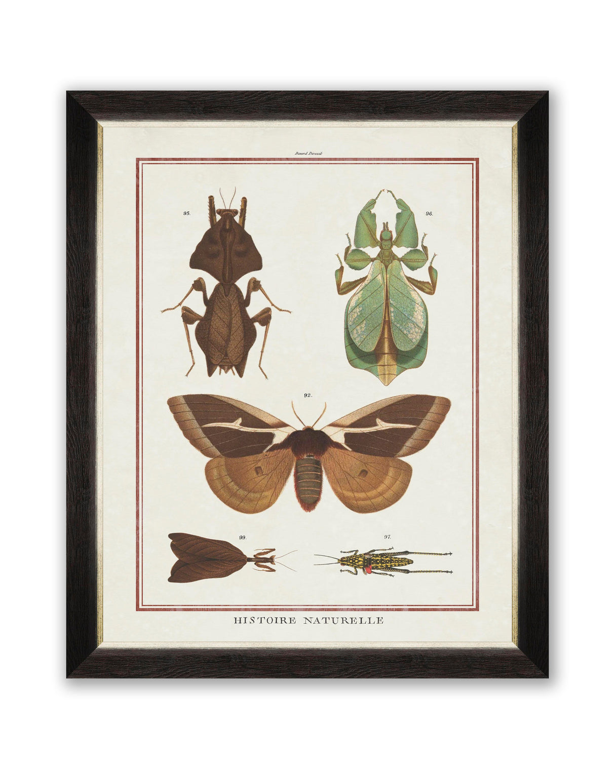 MindtheGap BIODIVERSITY PLATE IV - Wallpaper Collection 2024