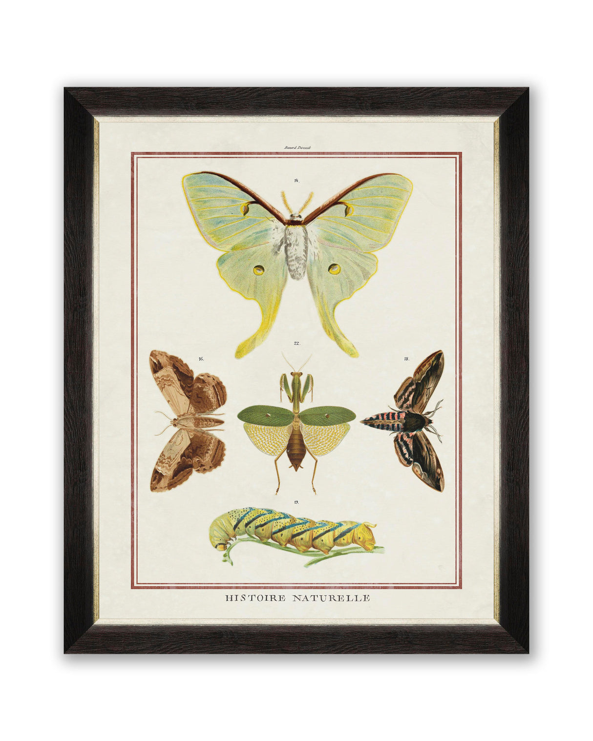 MindtheGap BIODIVERSITY PLATE VI - Wallpaper Collection 2024