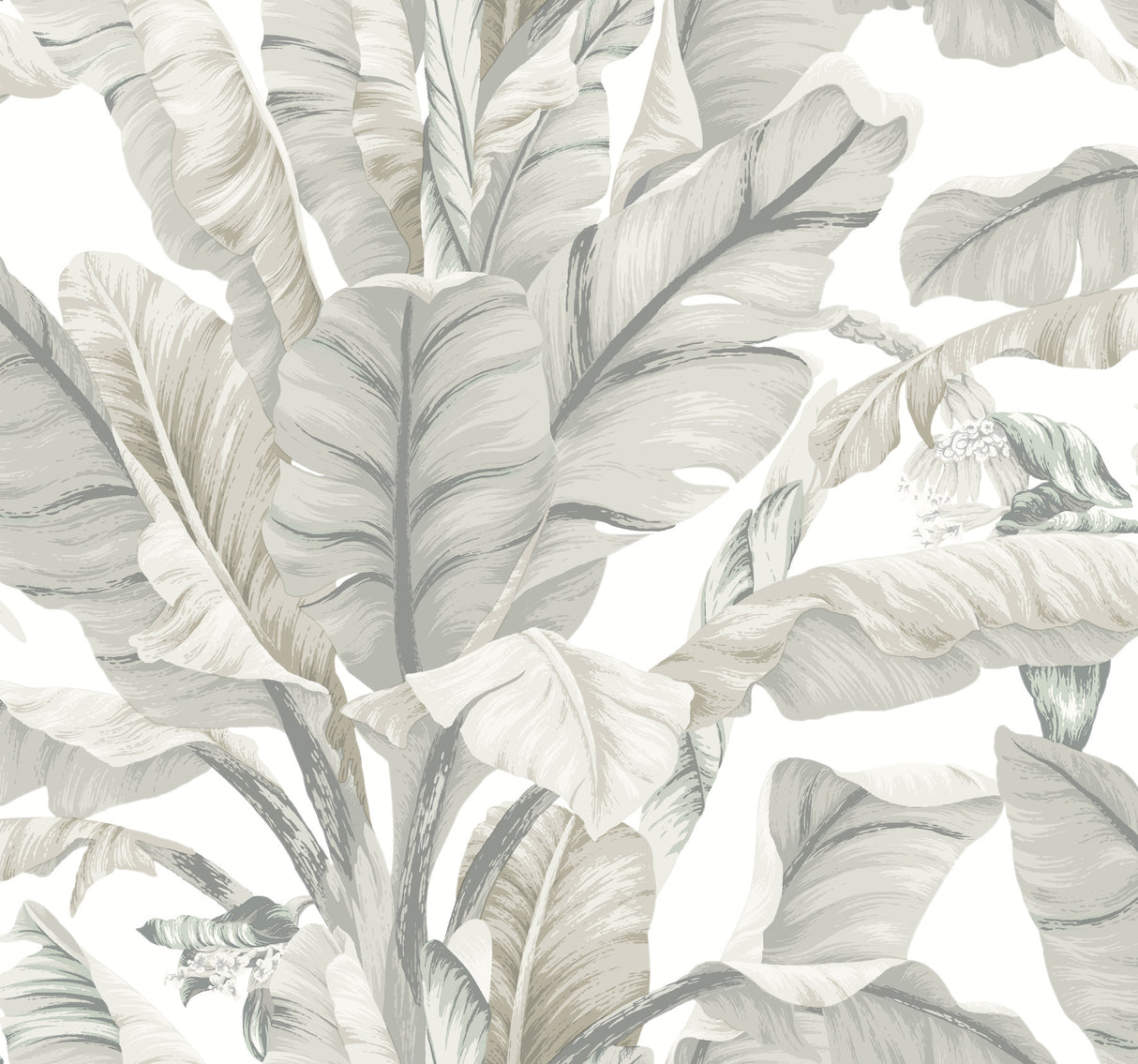 York BW3972 Banana Leaf White & Cream Wallpaper