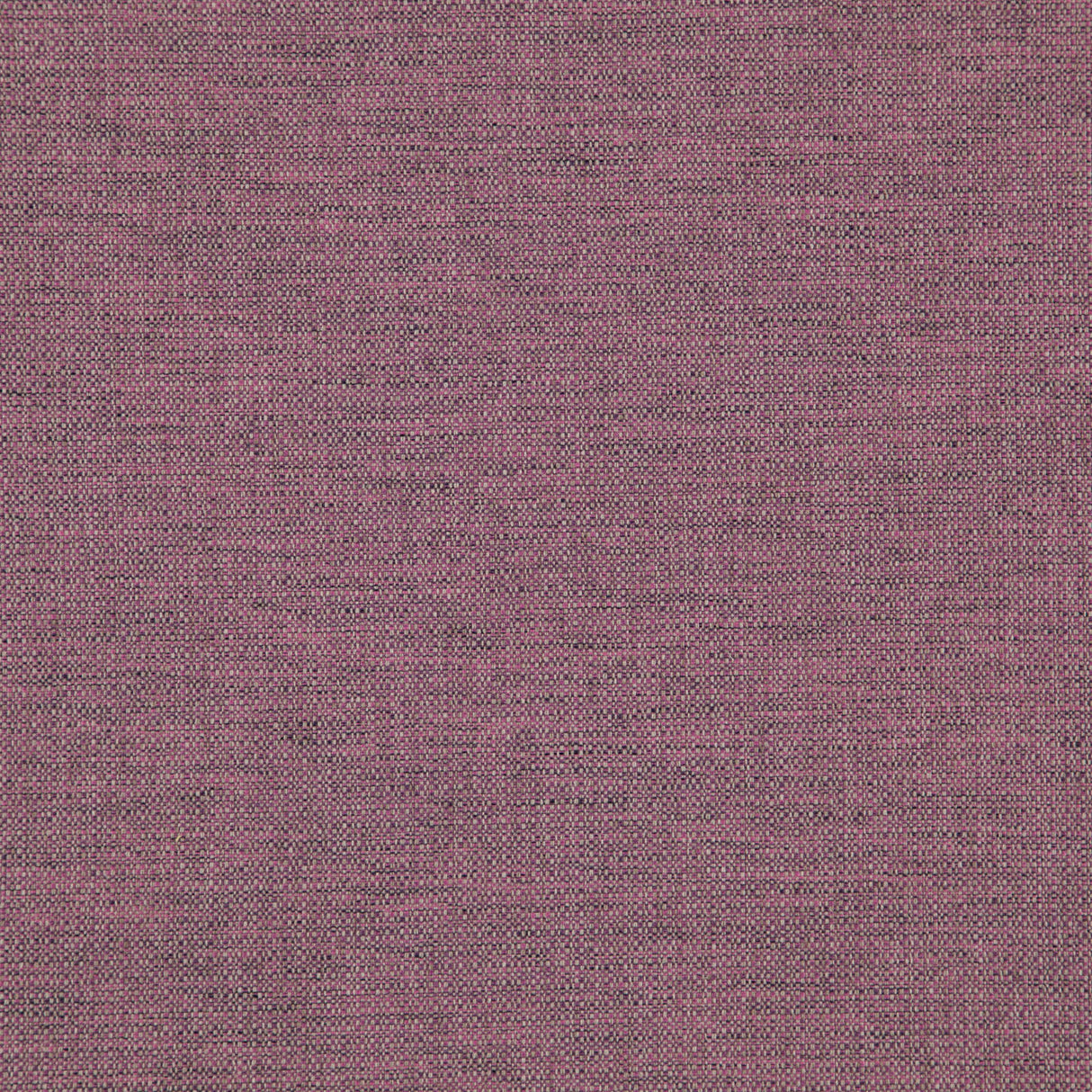 Eade’s # 533 CROCUS