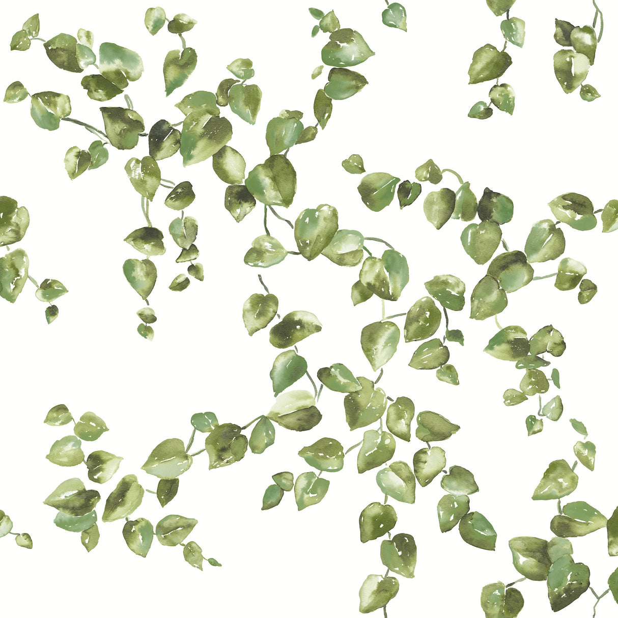 York FH4036 Creeping Fig Vine Green Wallpaper