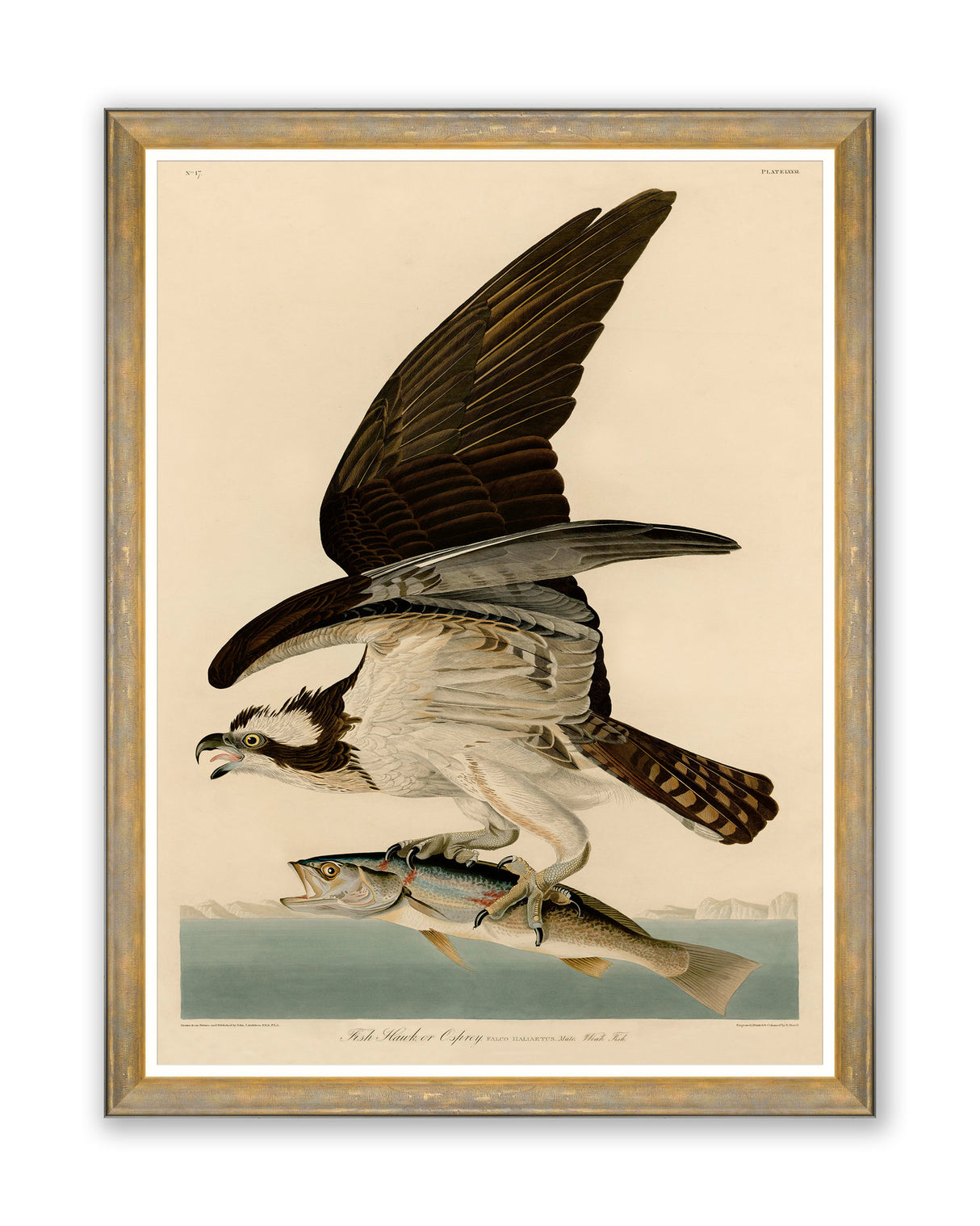 MindtheGap FISH HAWK by AUDUBON - Wallpaper Collection 2024