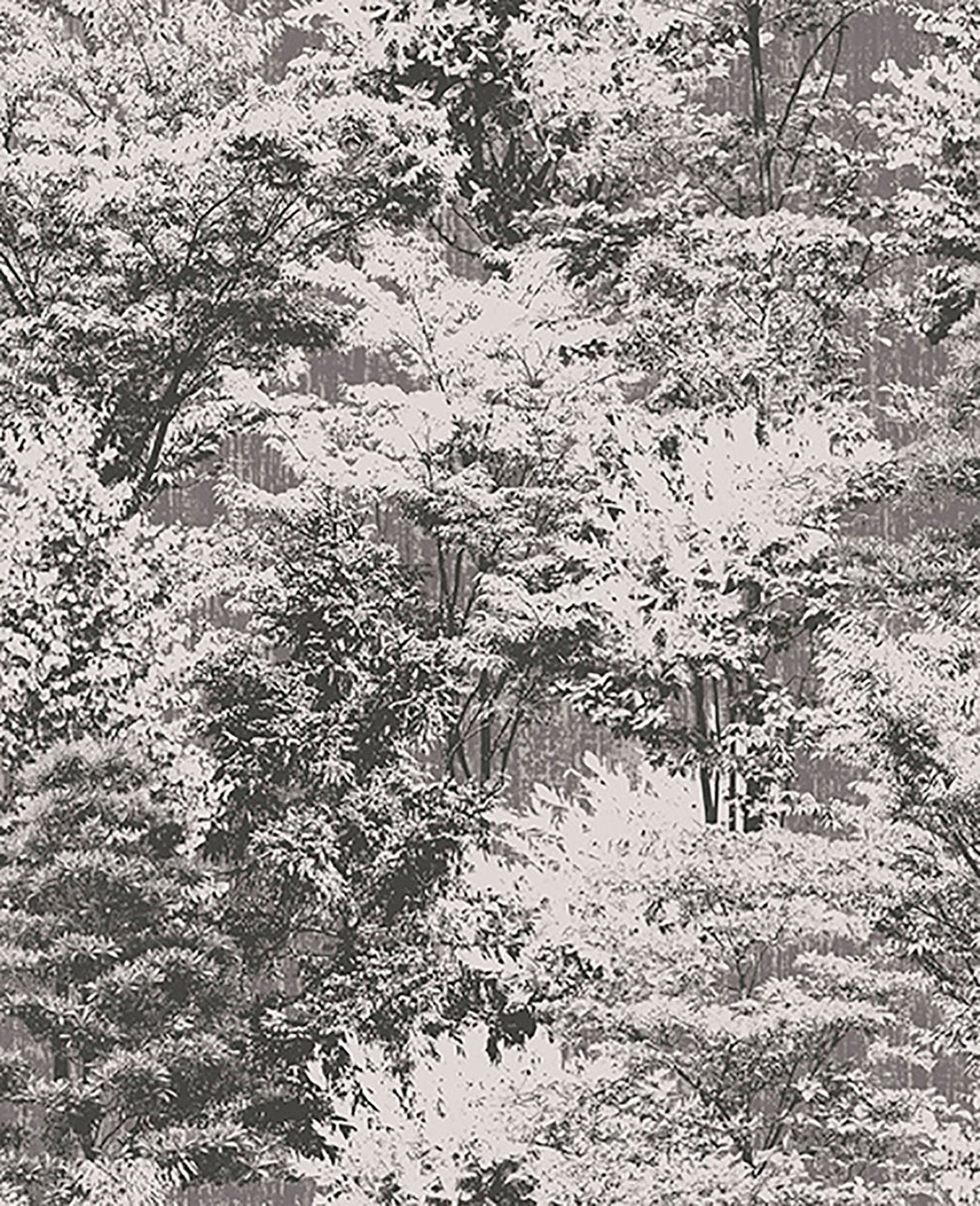 Crown  M1334 Camphor Charcoal Trees Wallpaper