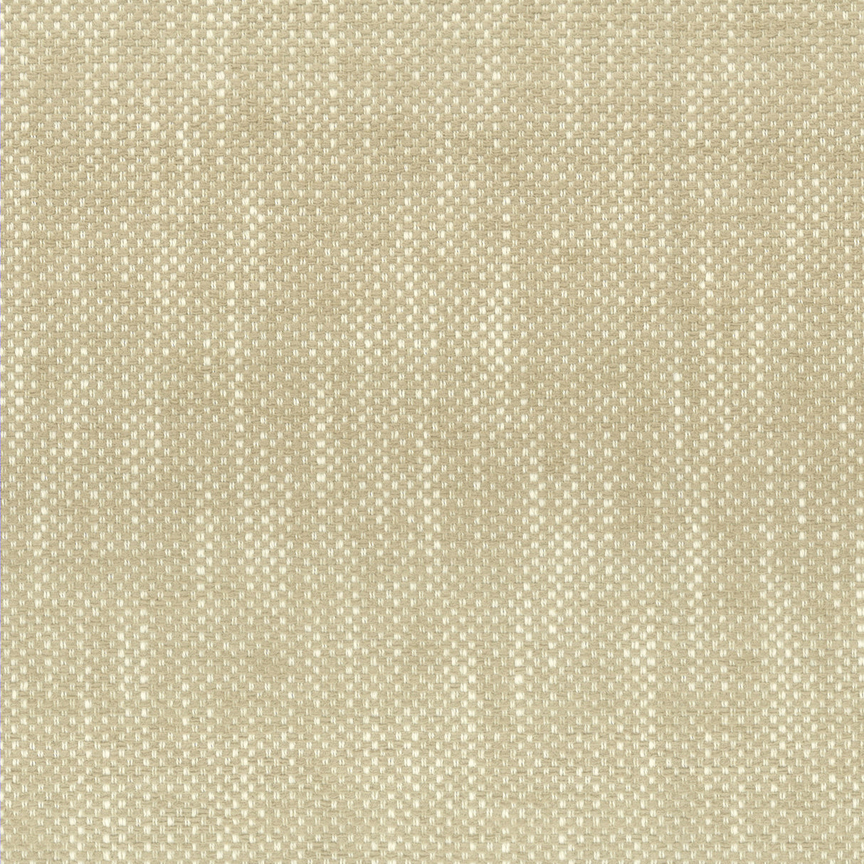 Eade's PANI-1-sample CHAMPAGNE