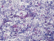 Scalamandre PS 00023089 LILAC ANANTARA REEF Fabric - Eade's Wallpaper