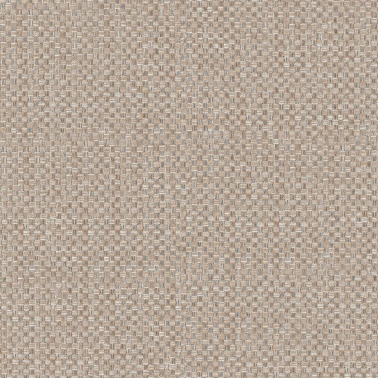 Eade’s # 923 CHINCHILLA