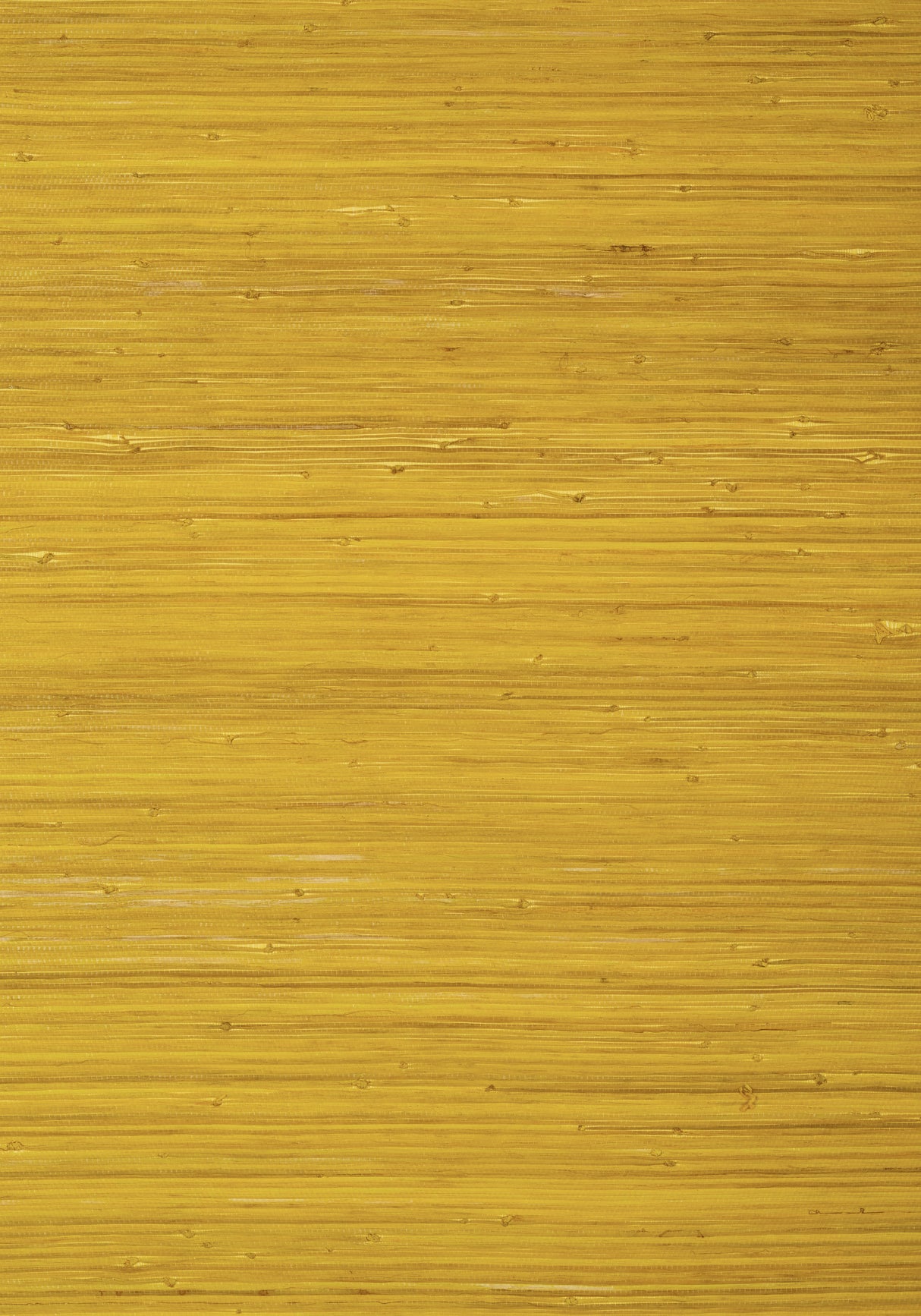 Thibaut T24069 RAFFIA PALM Yellow Wallpaper