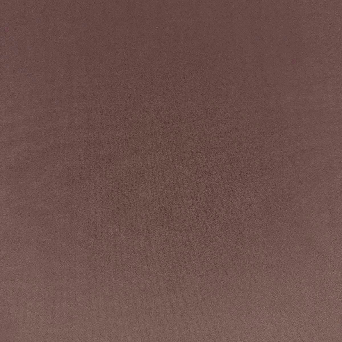 Eade’s VASTO PRIMROSE PRIMROSE