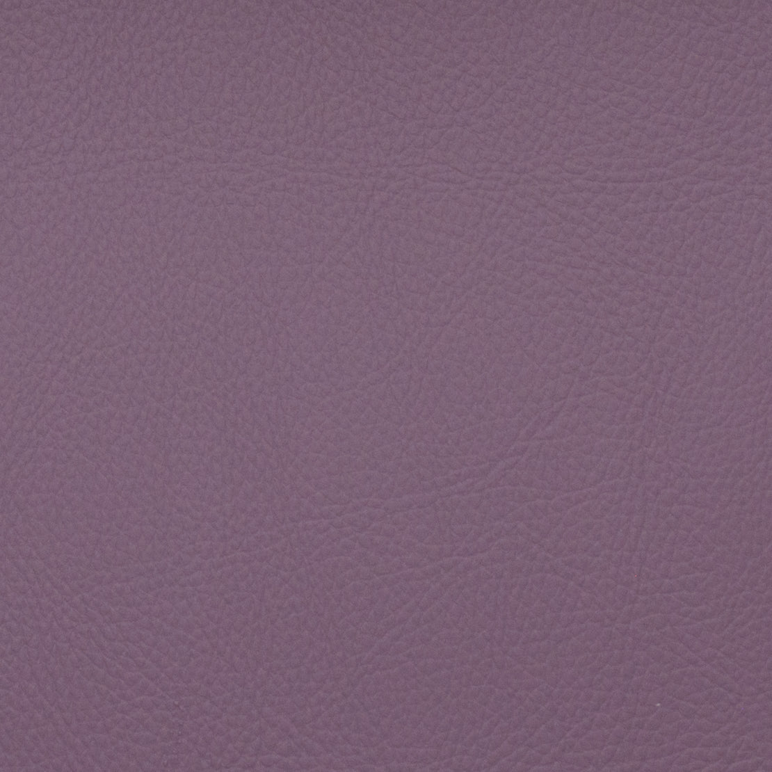 Eade’s VOYAGER ALLIUM ALLIUM