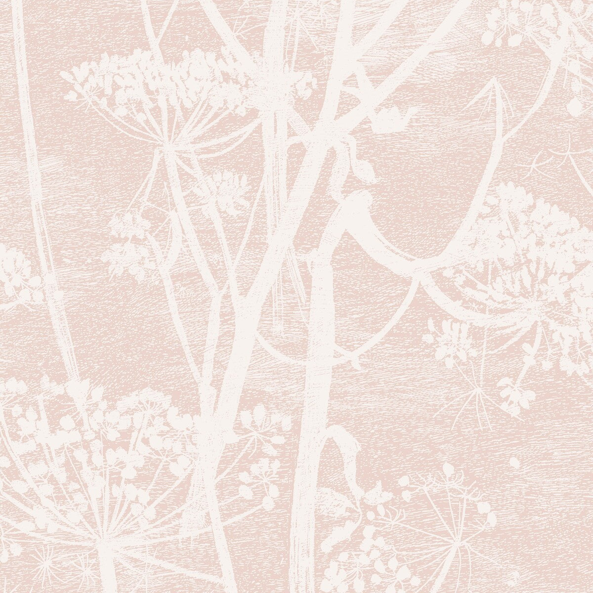 COLE & SON 112/8028.CS.0 COW PARSLEY PLASTER PINK Wallpaper - Eade's Wallpaper