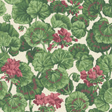 COLE & SON 117/11034.CS.0 GERANIUM ROSE/FOREST GRN ON PARCHMENT  Wallpaper - Eade's Wallpaper