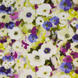 RM Coco Flirty Floral Vineyard - Eade's