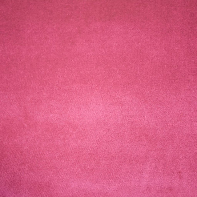 Eade's RMCoco-11982949-sample Begonia