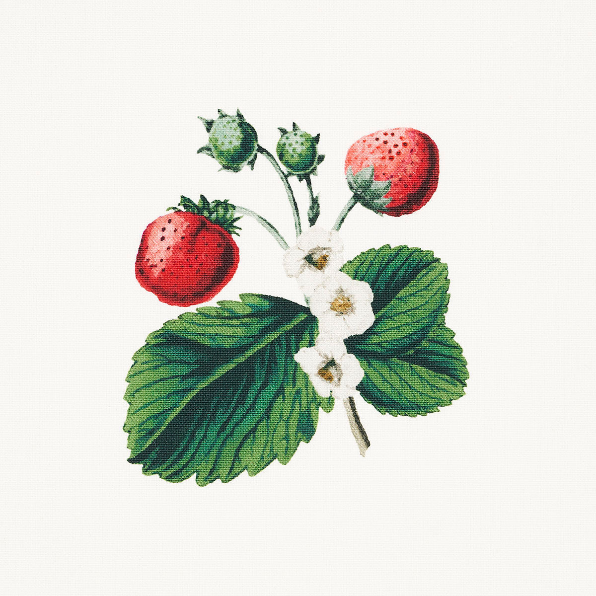 Schumacher Strawberry Hill White Fabric - Eade's Wallpaper