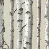 Brewster 2532-20418 Irvin Grey Birch Tree Wallpaper