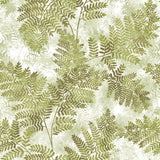 Advantage 2811-LV04353 Cyathea Light Green Fern Wallpaper