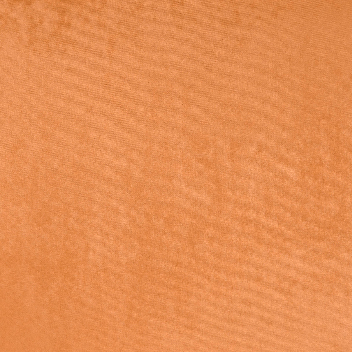 Eade’s # 50 APRICOT