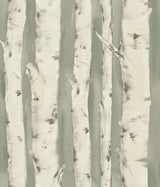Chesapeake 3118-12603 Pioneer Sage Birch Tree Wallpaper