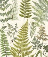 Eijffinger 366104 Herbarium Green Wall Mural