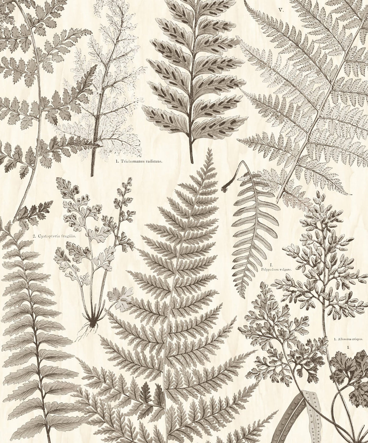 Eijffinger 366105 Herbarium Black Wall Mural