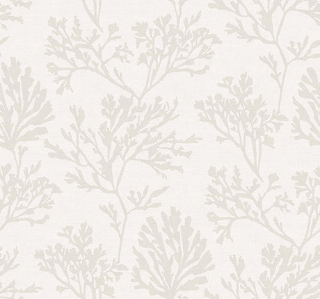 Eade’s Tortuga Dove