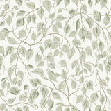 A-Street Prints 4201-20107 Hängbjörk Sage Vine Wallpaper