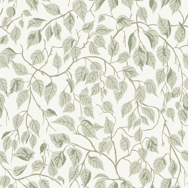 A-Street Prints 4201-20107 Hängbjörk Sage Vine Wallpaper