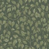 A-Street Prints 4201-20108 Hängbjörk Evergreen Vine Wallpape