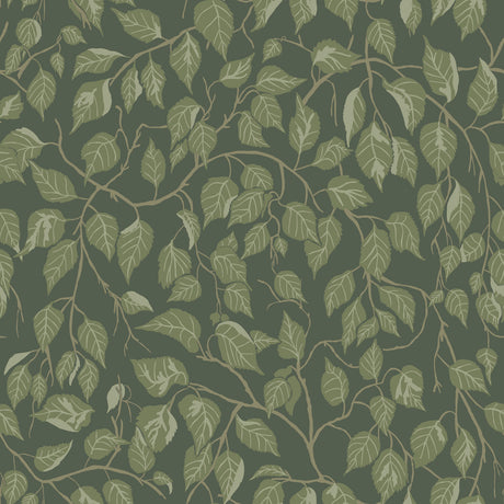 A-Street Prints 4201-20108 Hängbjörk Evergreen Vine Wallpape