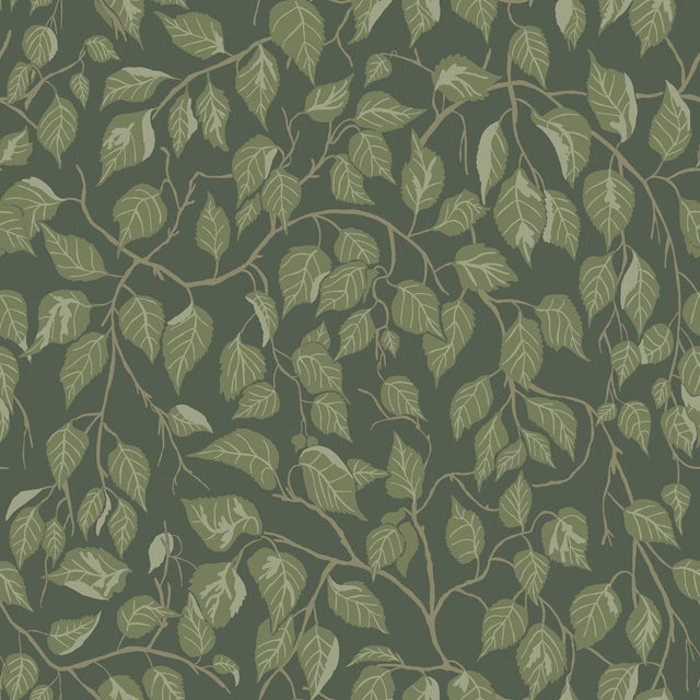 A-Street Prints 4201-20108 Hängbjörk Evergreen Vine Wallpape