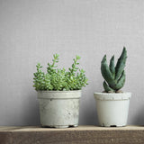 Eade's 6841-40-sample Silver Grey