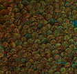 Schumacher 5008396 PERIDOT in EMERALD Wallpaper - PLUME
