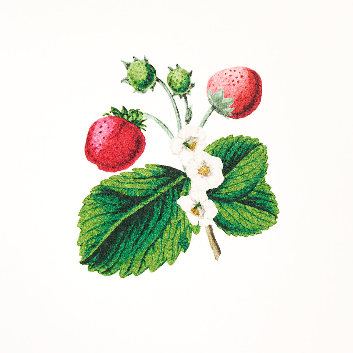 Schumacher Strawberry Hill White Wallpaper - Eade's Wallpaper