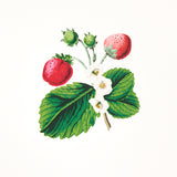 Schumacher Strawberry Hill White Wallpaper - Eade's Wallpaper