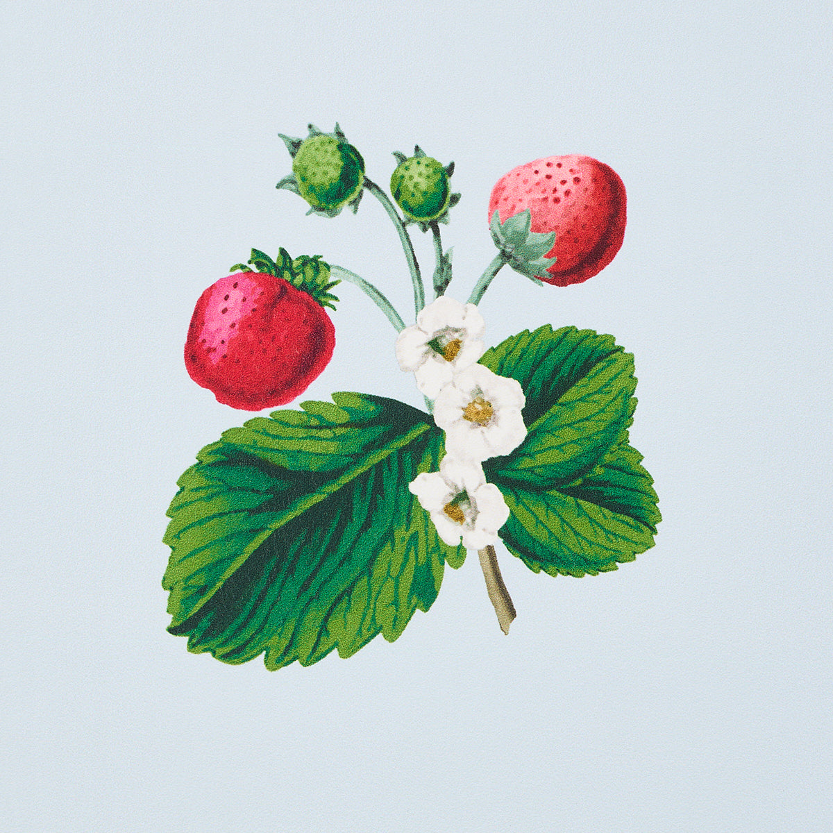 Schumacher Strawberry Hill Blue Wallpaper - Eade's Wallpaper